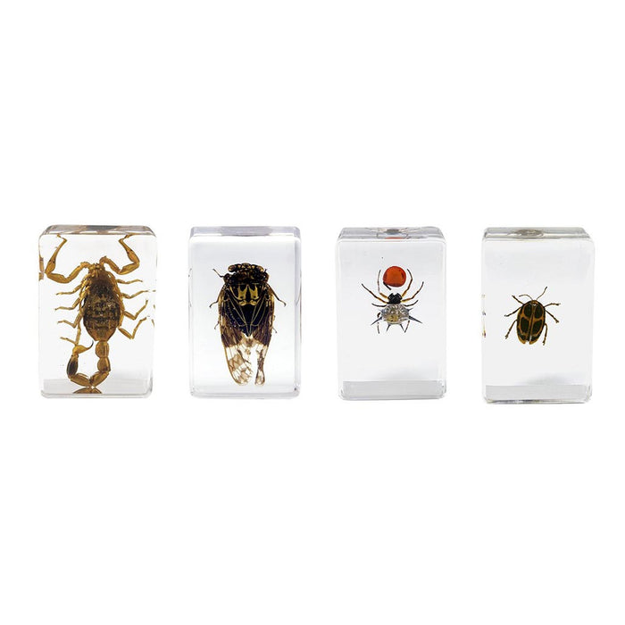Celestron Kit #4 d'Échantillons d'Insectes 3D