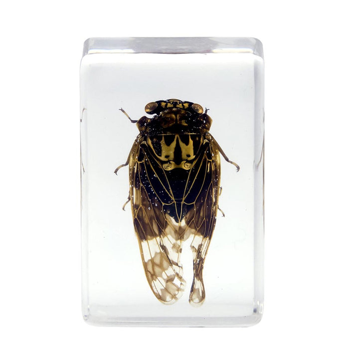 Celestron Kit #4 d'Échantillons d'Insectes 3D