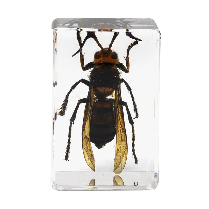 Celestron Kit #5 d'Échantillons d'Insectes 3D