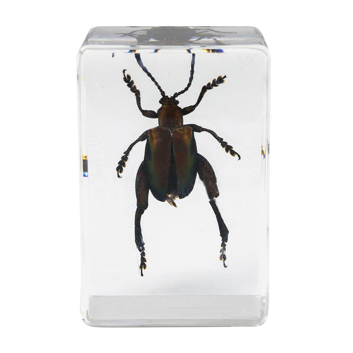 Celestron Kit #5 d'Échantillons d'Insectes 3D