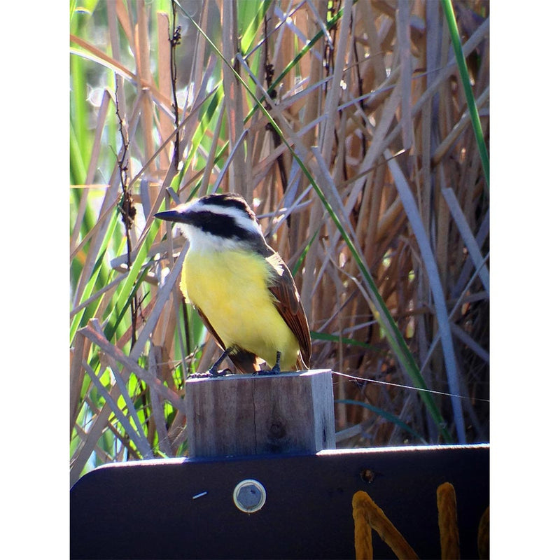 Celestron Regal™ M2 65ED Spotting Scope